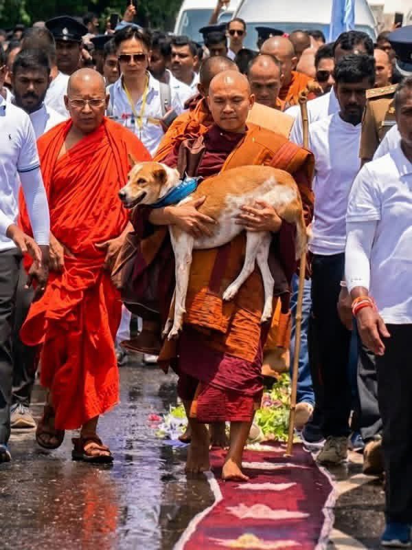 ඉරූ(Iru )🇱🇰イル tweet media