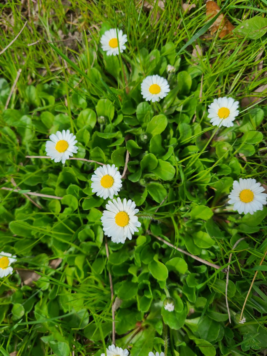 koons_sandra's tweet photo. On today's walk, every flower seemed to jump into my line of sight. 😍 https://t.co/dZEBg7mQGv