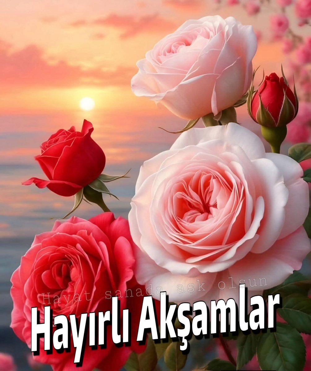 Gül Haluk tweet media