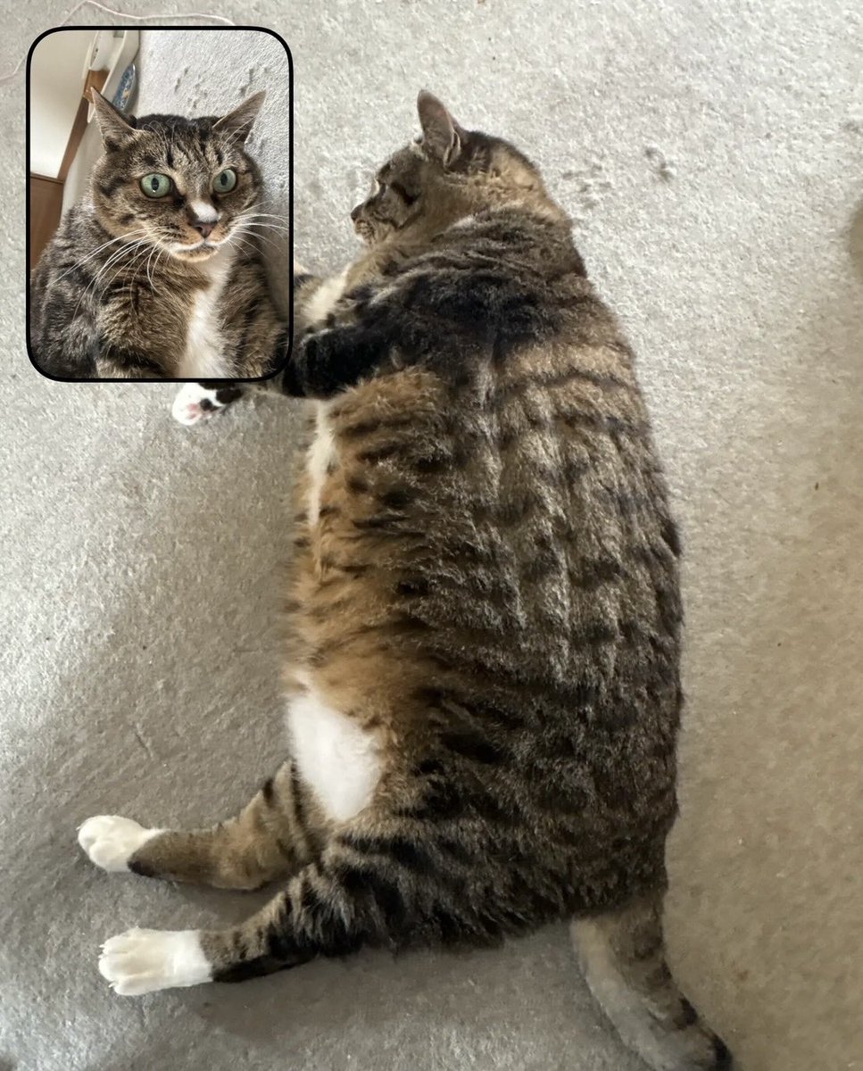 「実家猫はなちゃん🌸上から見るか横から見るか」