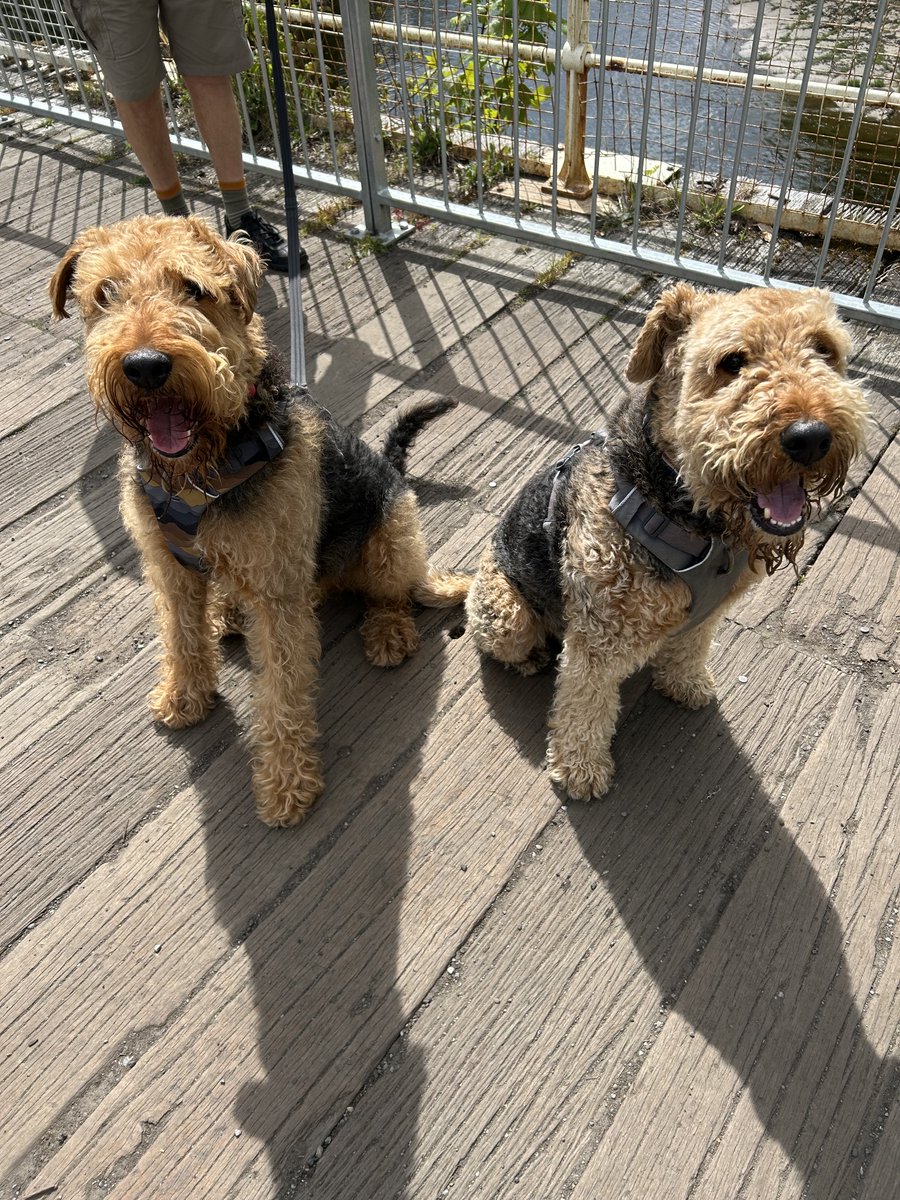 Reggie and Fred (OTRB)🌈The Airedales tweet media
