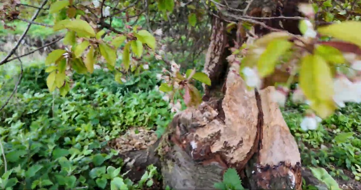 _DundeePerfect_'s tweet image. Plenty signs of Beavers along the Dighty in #Dundee 
I wonder though where the Trees completely gone ended up.... they are somewhere and may be good it may be bad news for someone.