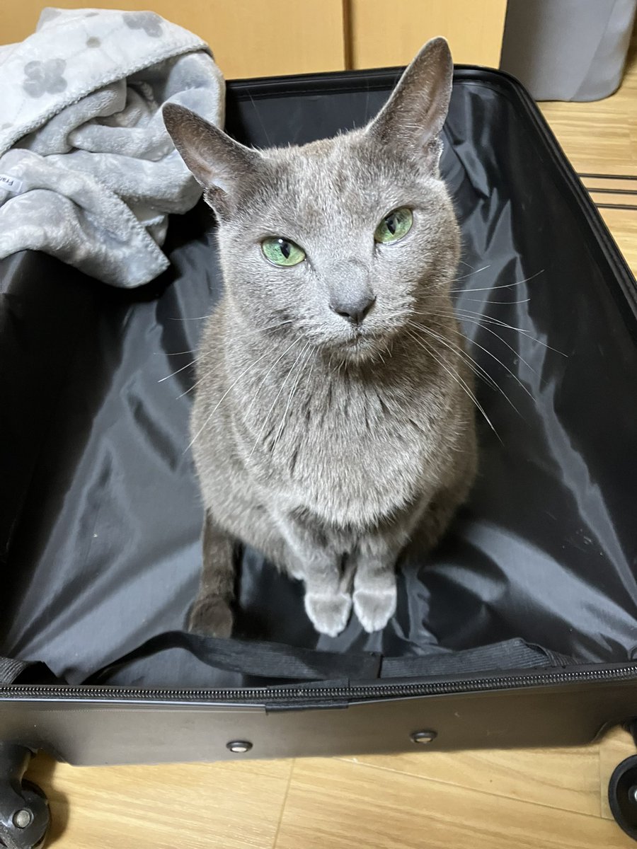 でれごり🦍 tweet media