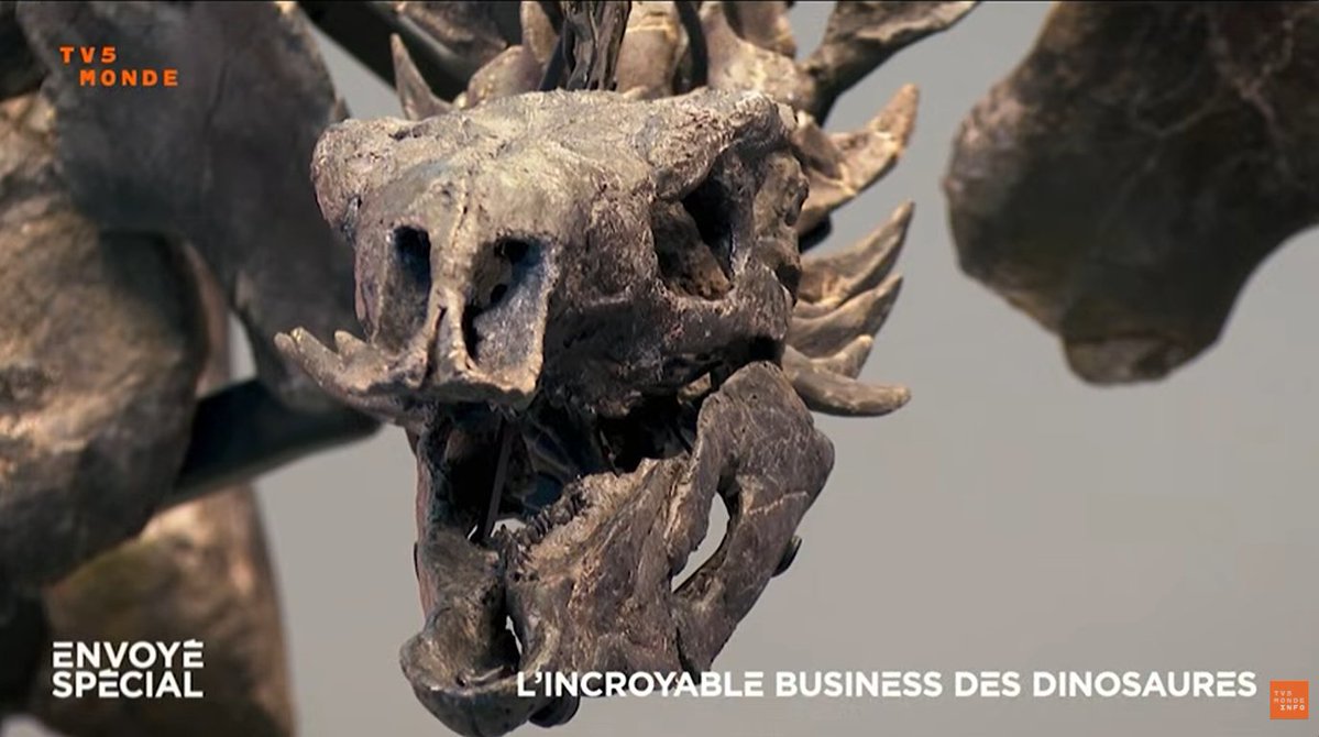PaleontologieFr's tweet image. 📺
#Dinosaures : le business caché des #fossiles à millions

youtube.com/watch?v=o4fvgT…