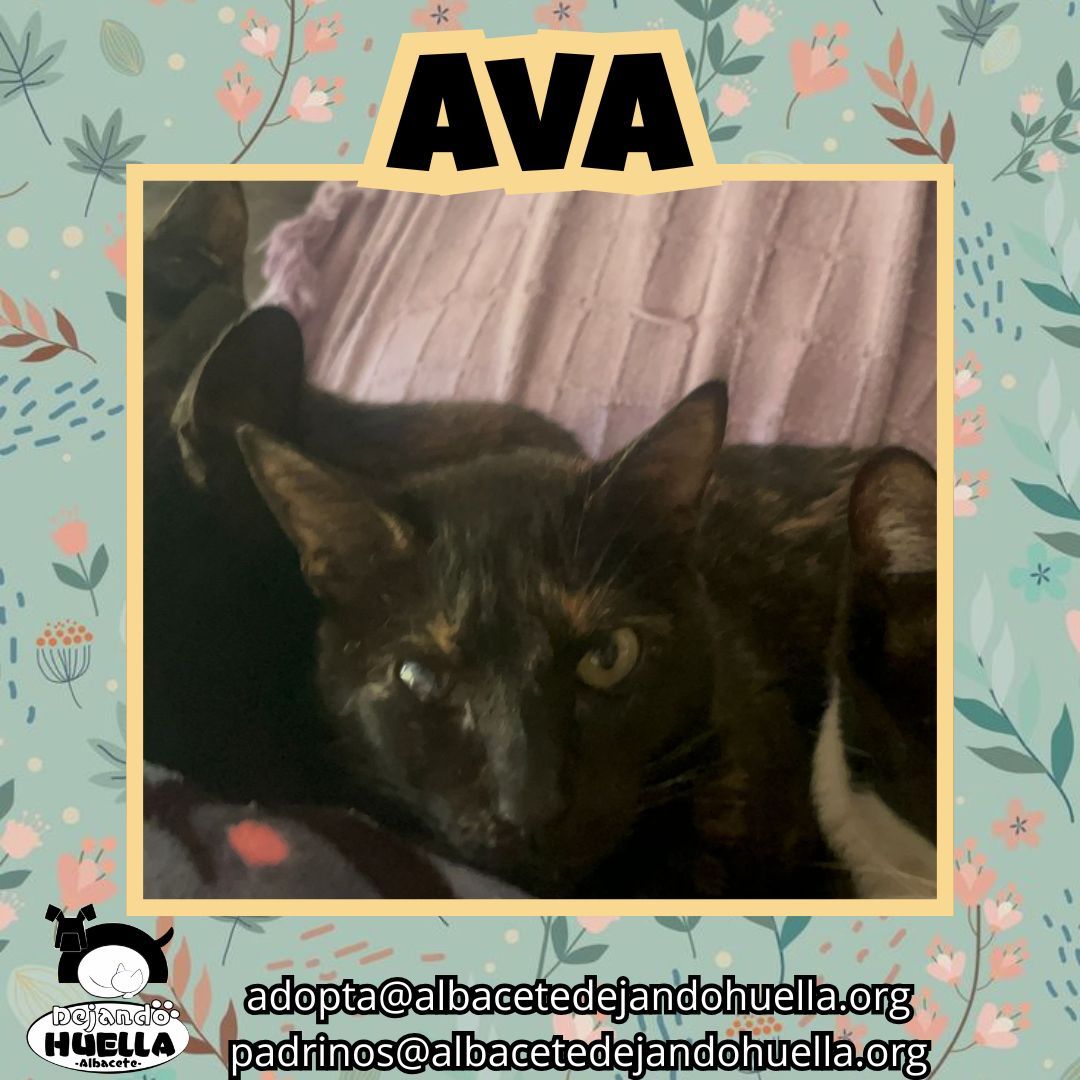 Dejando Huella Albacete tweet media