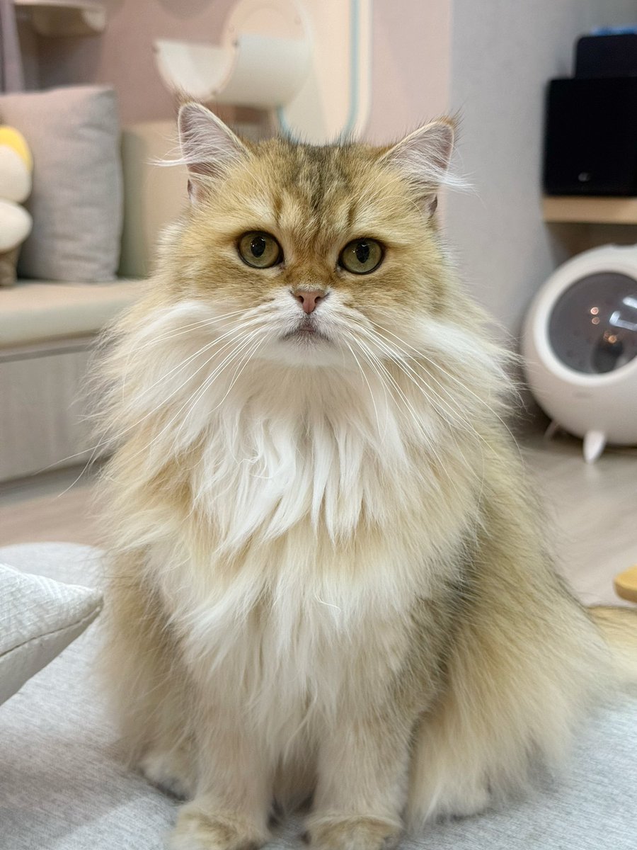 โบนัสเป็นแม่แมว tweet media