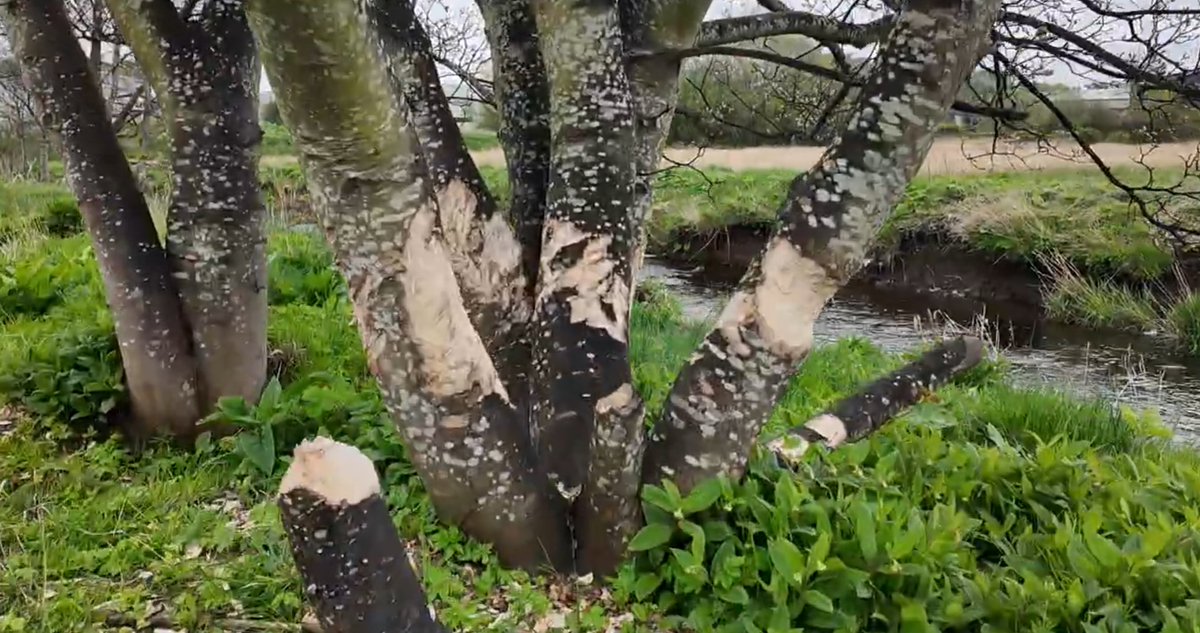 _DundeePerfect_'s tweet image. Plenty signs of Beavers along the Dighty in #Dundee 
I wonder though where the Trees completely gone ended up.... they are somewhere and may be good it may be bad news for someone.