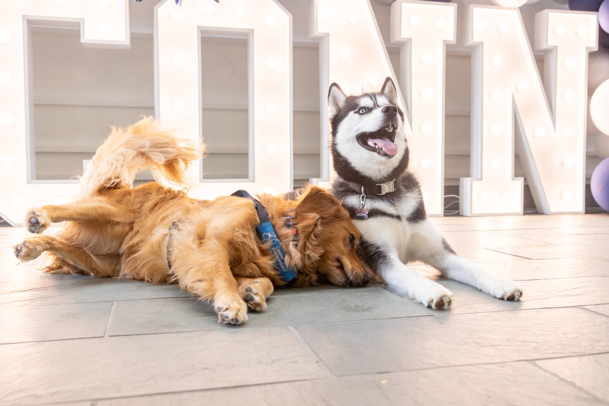 Jonathan the Husky tweet media