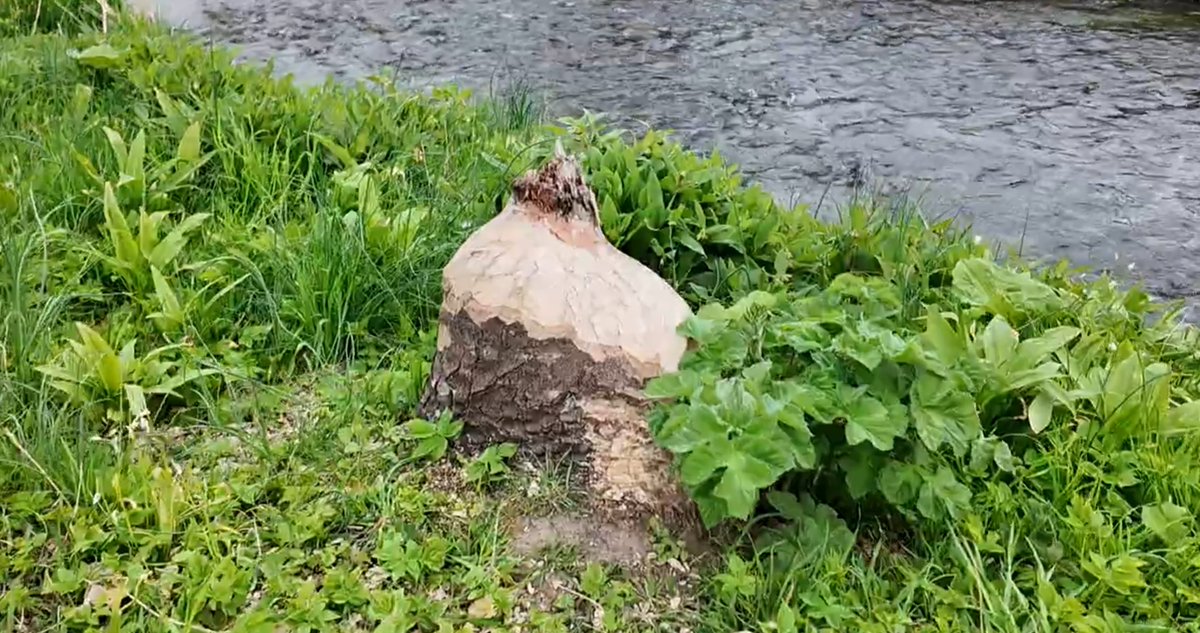 _DundeePerfect_'s tweet image. Plenty signs of Beavers along the Dighty in #Dundee 
I wonder though where the Trees completely gone ended up.... they are somewhere and may be good it may be bad news for someone.