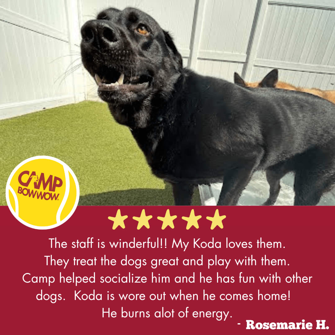 CampBowWowSCS's tweet photo. Your kind words make our tails wag! Seeing Happy Campers thrive at Camp Bow Wow is what we live for. 🐾❤️ #HappyCampers #DayCamp #JoyLivesHere #BowWowFun https://t.co/Y3xsYDc2Ek