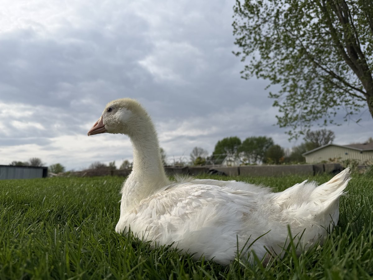 StrombergsBirds's tweet photo. What’s one handling tip you use to help your goslings grow into calm, friendly adult geese? 

Share your tips below and help fellow keepers this spring.

Thank you to Jared S. for sharing this wonderful photograph of his Embden goose. https://t.co/URlYHwPPwS