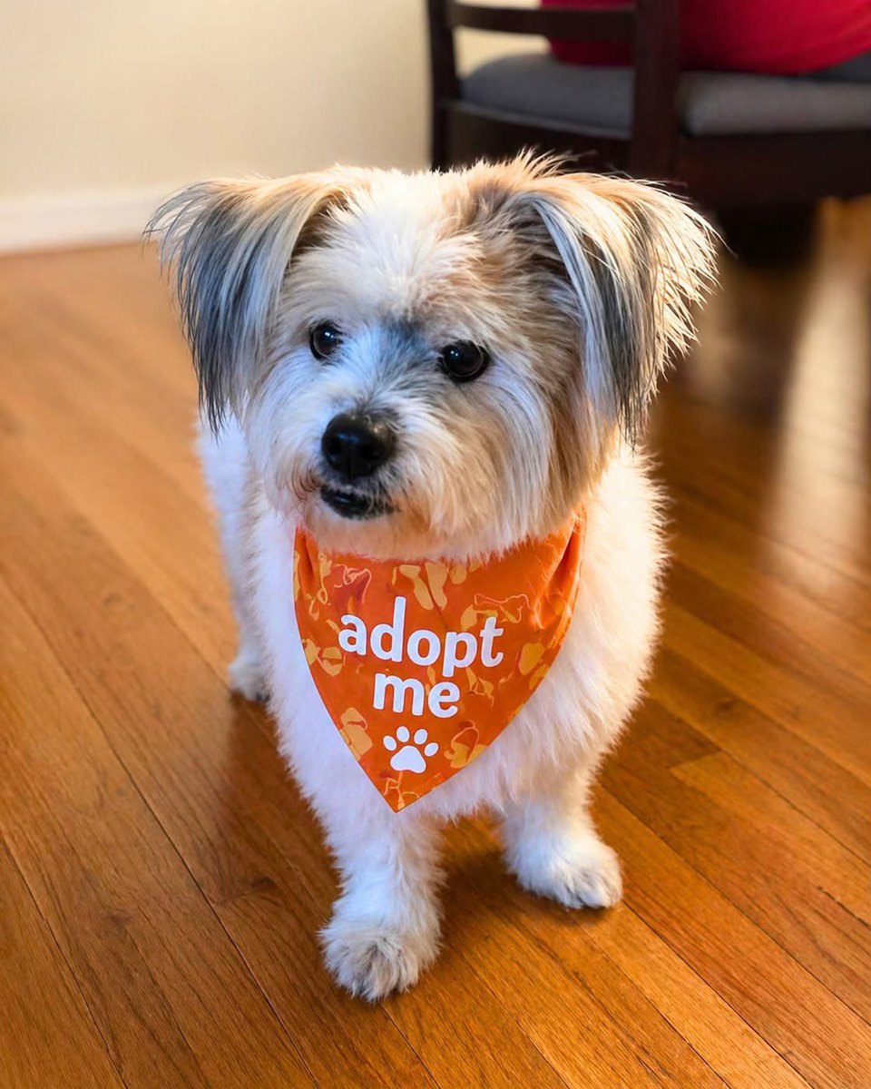 ADOPT ME: HOKEY POKEY — 18 lbs of pure joy &amp; wiggles ❤️

Meet Hokey Pokey…a fluffy little entertainer with a signature move—he stands on his back legs, puts his paws together, and dances.
👇