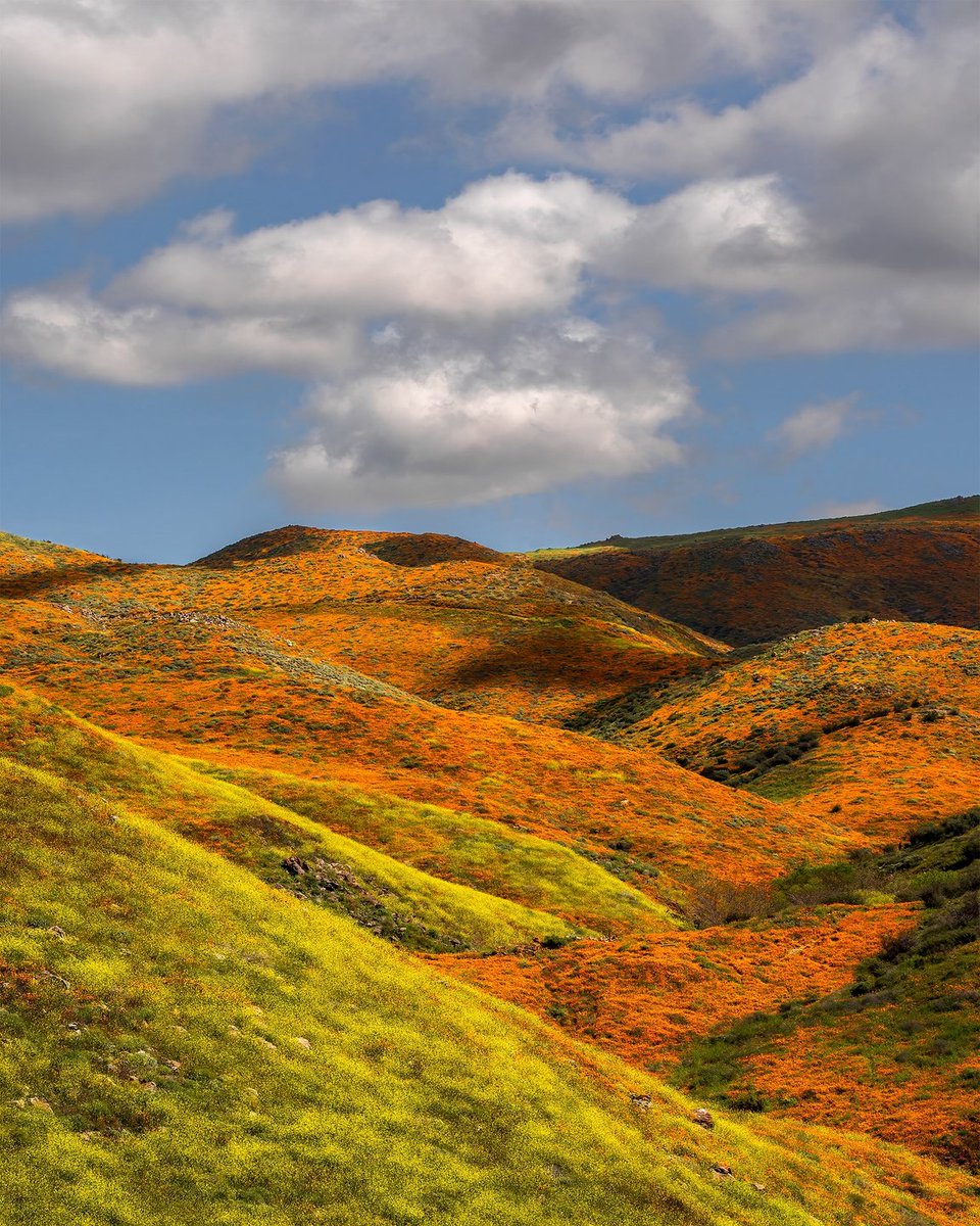 Visit California tweet media