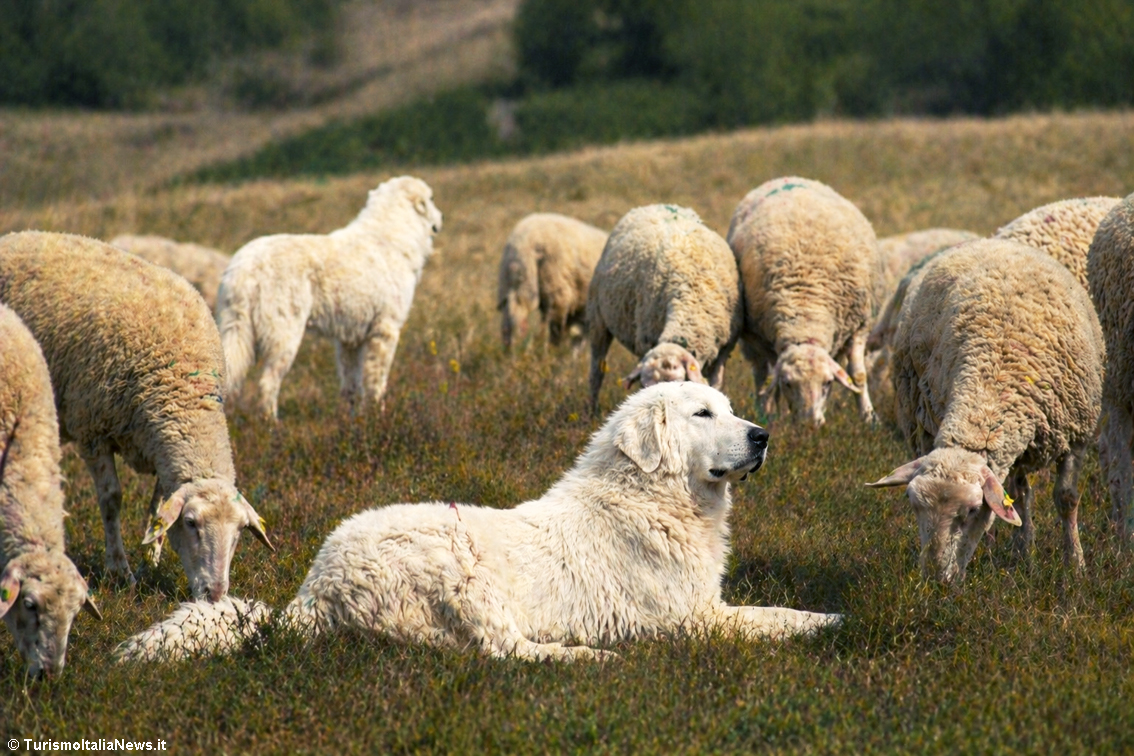 TurismoItaliaNw's tweet photo. ABRUZZO | Il pastore come custode della biodiversità e la gestione dei predatori selvatici: due Masterclass alla Scuola di Pastorizia di Calascio
Leggi la notizia https://t.co/rfZfHqZ2kw

#scuolapastoriziacalascio #abruzzo #masterclass #slowfood #turismo #calascio @SlowFoodItaly https://t.co/DKS9nkLTze