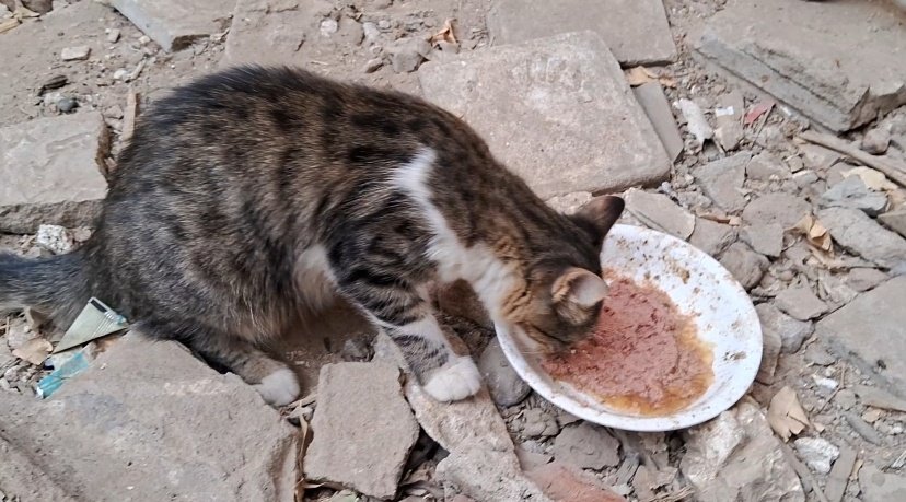 AnimalFriendsAF's tweet photo. Every day we wake up carrying a weight that feels impossible to bear, grieving the people we lost, the stability that vanished, and the life that disappeared, while facing the deeper pain of watching our families and our cats suffer in front of us with nothing in our hands to protect them. All we are trying to do is secure basic food and needs for our families and the furbabies who depend on us, yet even that has become unreachable without support, as there is no stability, no work, and no reliable aid, only a relentless daily fight to keep hunger and exhaustion from taking over.
With humility and hope, we turn to every heart that still holds compassion. Please do not let our years of sacrifice end in collapse. Your support is not extra help, it is survival, it is what keeps our children and our rescued cats alive. Our future truly rests in your hands. 🙏🐾🇵🇸
‼️ GoFundMe for AFS Families:
https://t.co/LpGyUdLUcq
‼️ GoFundMe for AFS Furs:
https://t.co/dzmACWl78i
‼️ PayPal link is in our bio