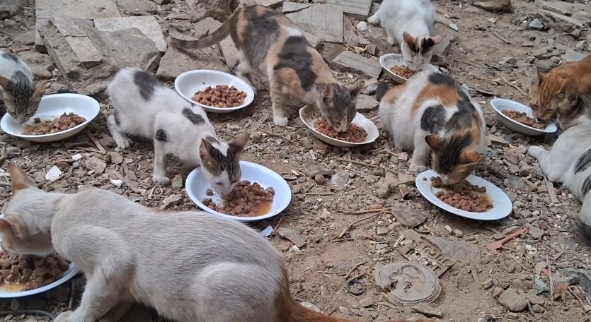 AnimalFriendsAF's tweet photo. Every day we wake up carrying a weight that feels impossible to bear, grieving the people we lost, the stability that vanished, and the life that disappeared, while facing the deeper pain of watching our families and our cats suffer in front of us with nothing in our hands to protect them. All we are trying to do is secure basic food and needs for our families and the furbabies who depend on us, yet even that has become unreachable without support, as there is no stability, no work, and no reliable aid, only a relentless daily fight to keep hunger and exhaustion from taking over.
With humility and hope, we turn to every heart that still holds compassion. Please do not let our years of sacrifice end in collapse. Your support is not extra help, it is survival, it is what keeps our children and our rescued cats alive. Our future truly rests in your hands. 🙏🐾🇵🇸
‼️ GoFundMe for AFS Families:
https://t.co/LpGyUdLUcq
‼️ GoFundMe for AFS Furs:
https://t.co/dzmACWl78i
‼️ PayPal link is in our bio