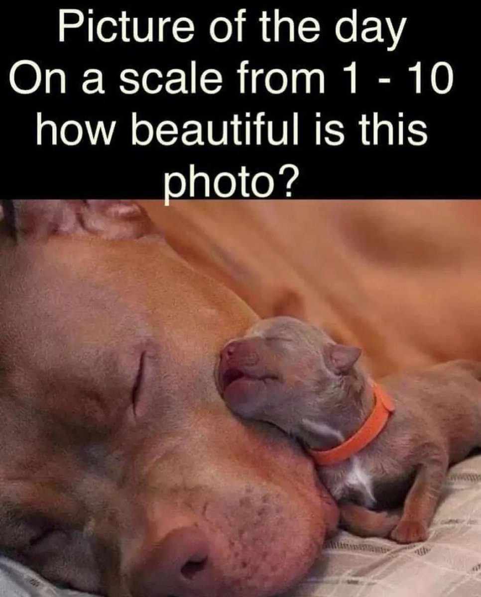 Dog Lovers tweet media