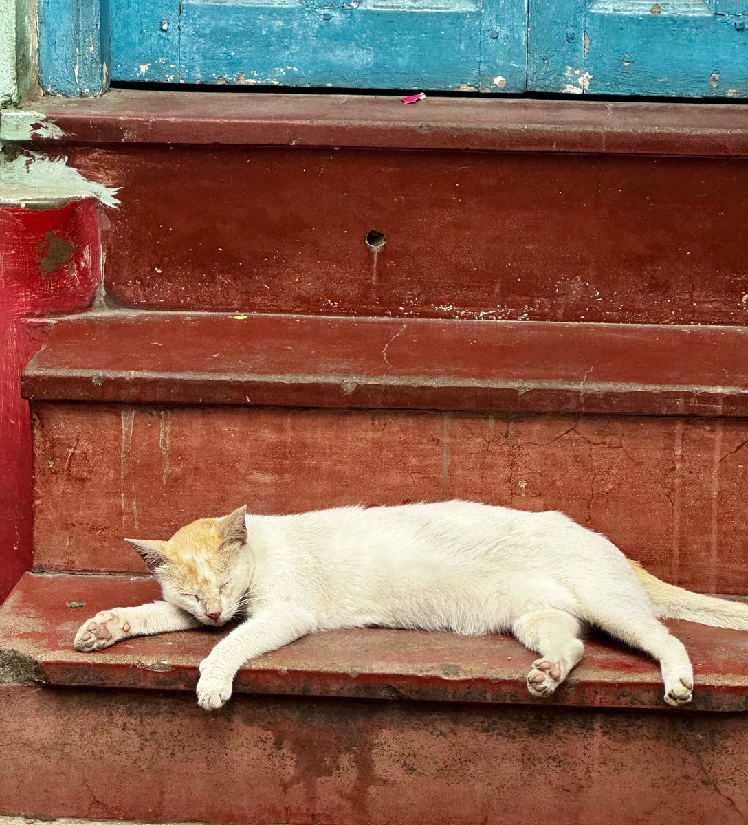 itssotweet's tweet photo. Cat nap. That’s all . https://t.co/osyjBKf1Sv