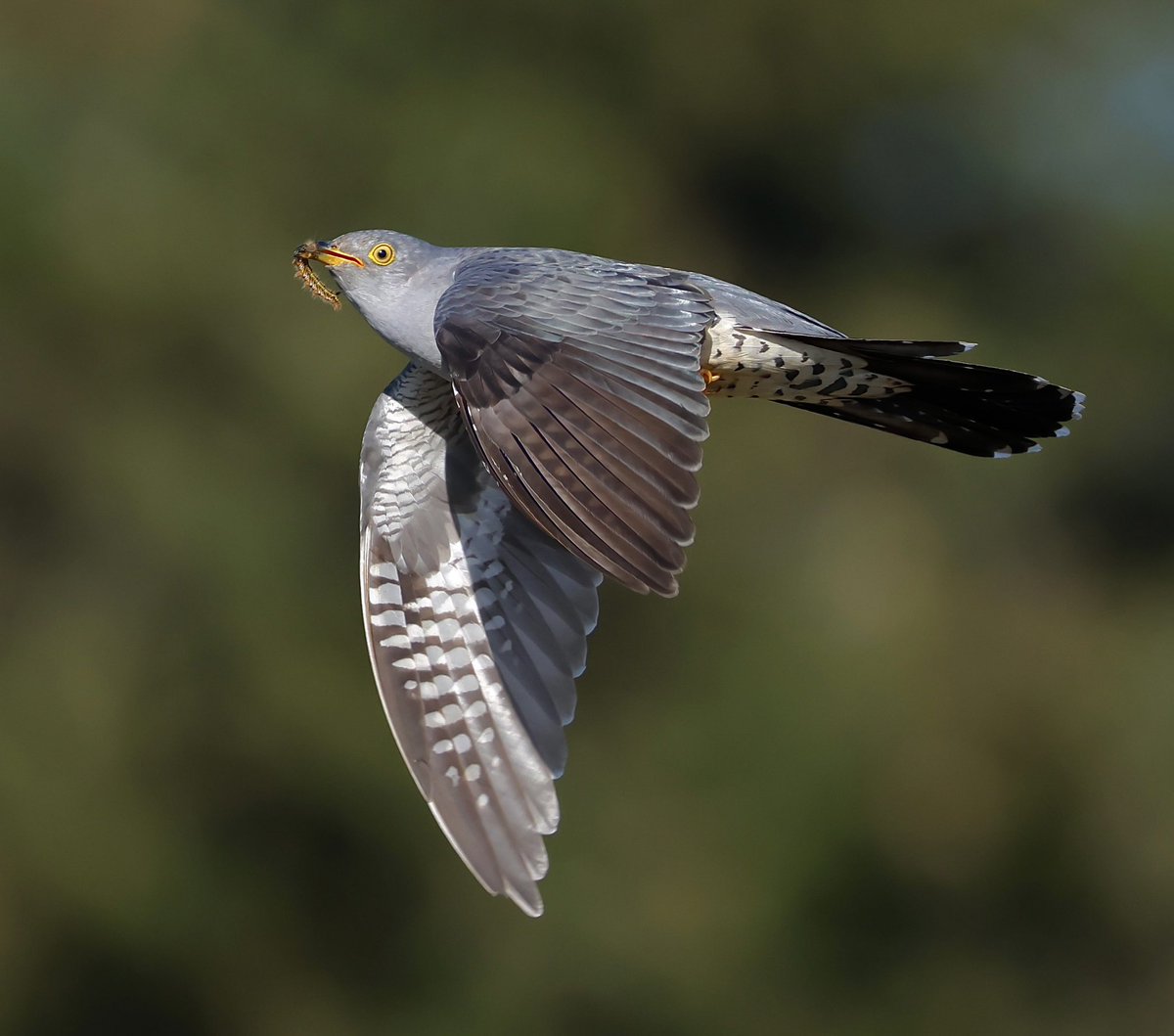 stevesando1's tweet image. Common cuckoo feeding on Drinker moth caterpillars. Bodmin moor last night.
#birding #birds #cornwall
