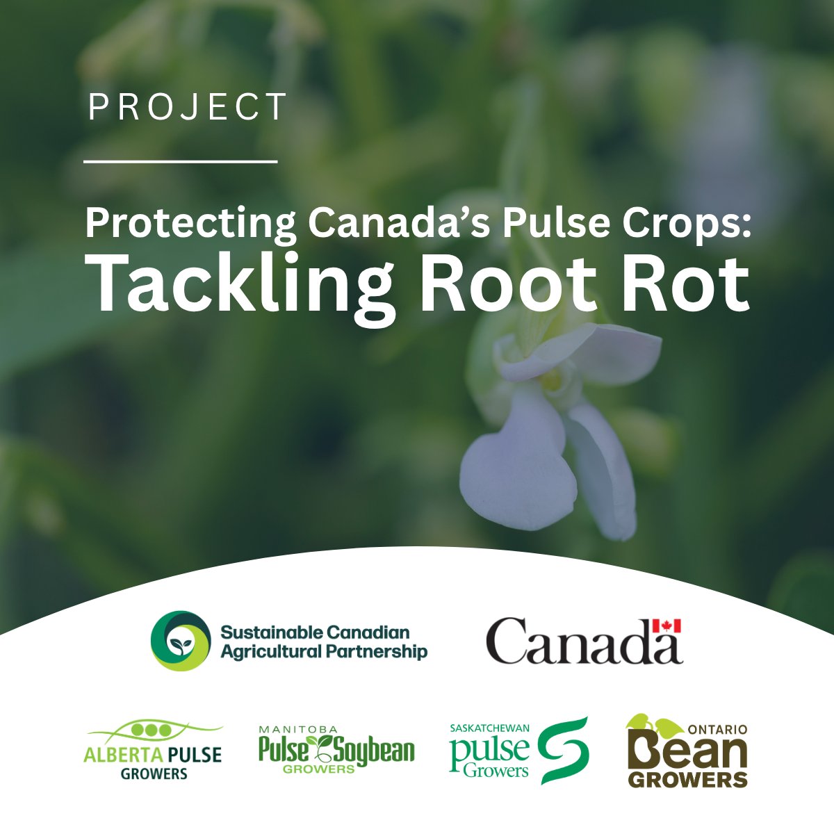 Saskatchewan Pulse Growers tweet media