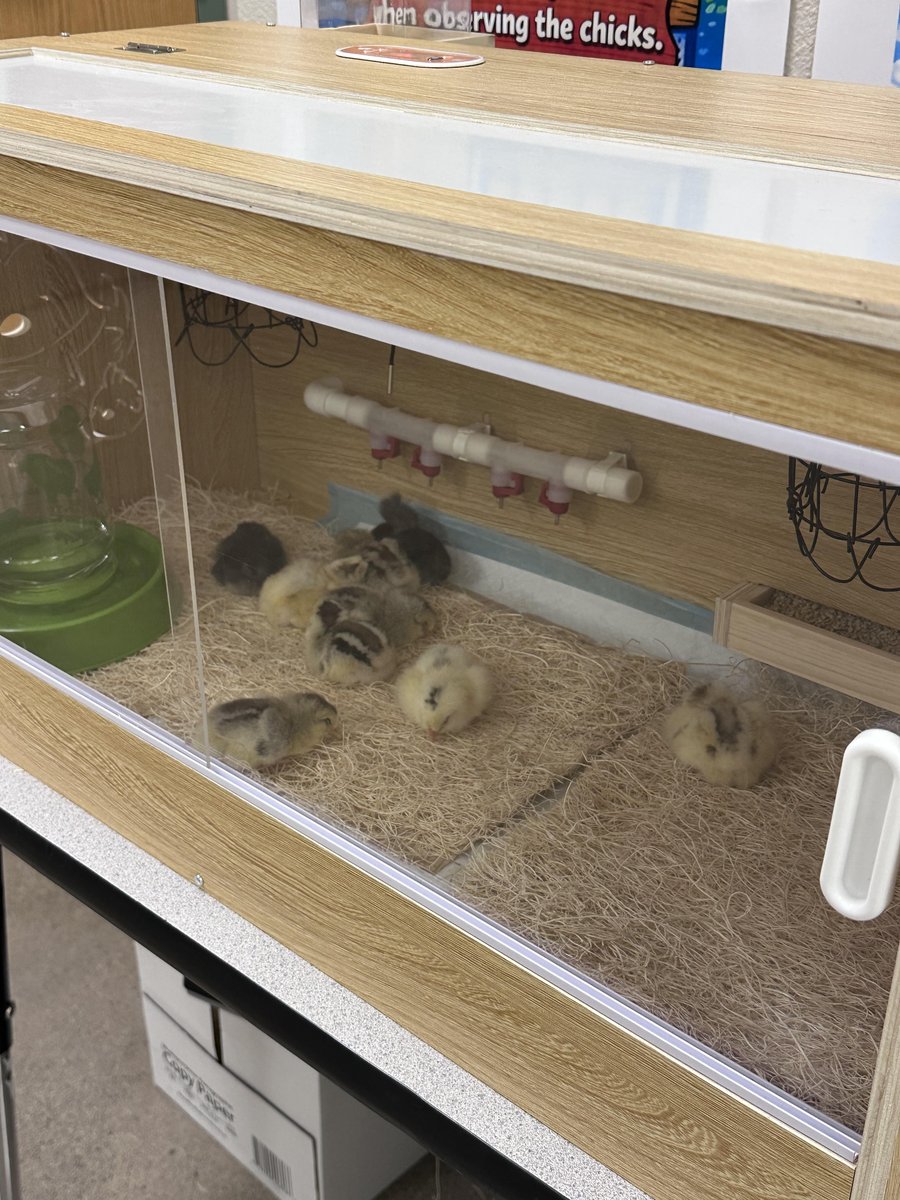 MtnViewLions's tweet photo. A special day at MVS! 🐣✨ Our 9 baby chicks have officially hatched, and students are thrilled to observe them up close as they learn about life cycles, growth, and responsibility. Hands-on learning is happening right before our eyes, and excitement is in the air! 💛🐥 https://t.co/J4CYtAPPET