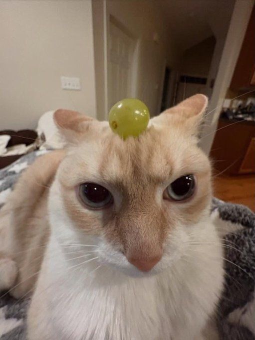 Cat TikToks tweet media