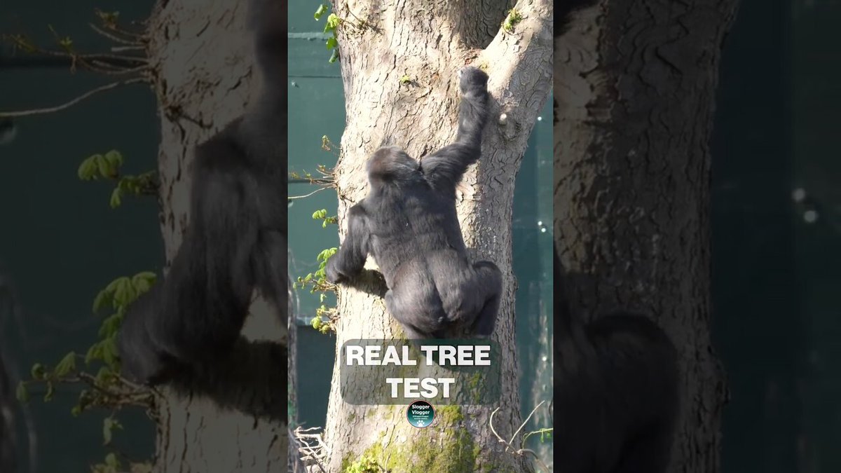 SloggerVlogger's tweet image. 🦍Gorilla real  TREE climbing first in UK*🌿 GORILLA Kala reaches the top of a real tree at Bristol Zoo Project but getting back down is a different story!*

#gorilla #primates #bristolzooproject"

Full-length videos - visit my main channel @SloggerVlogg… youtube.com/@SloggerVlogge…