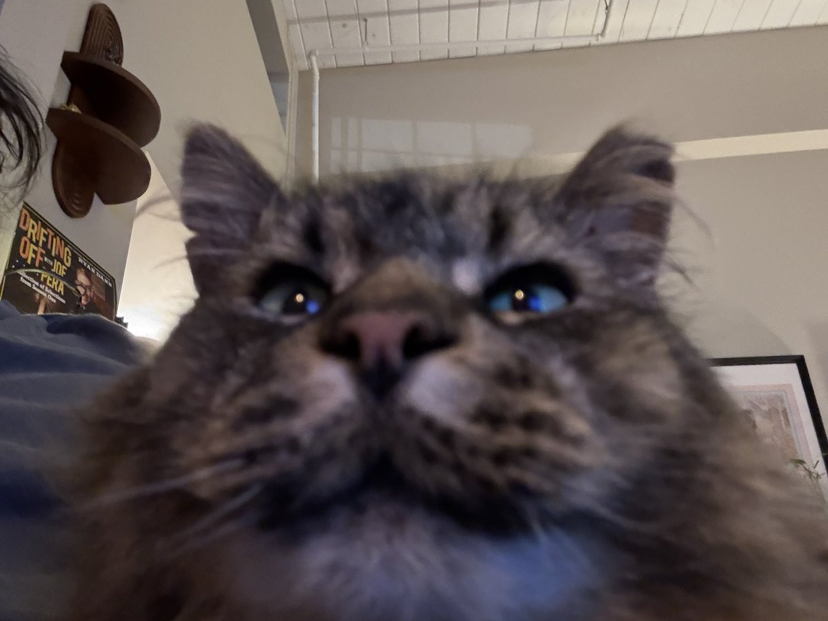 meeko meeko 🍥 tweet media