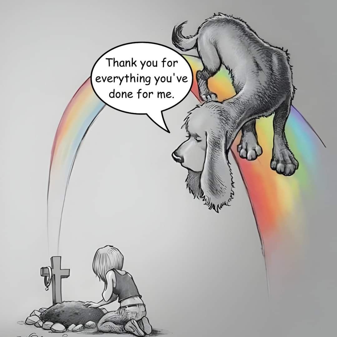 𝕏 Dogs tweet media