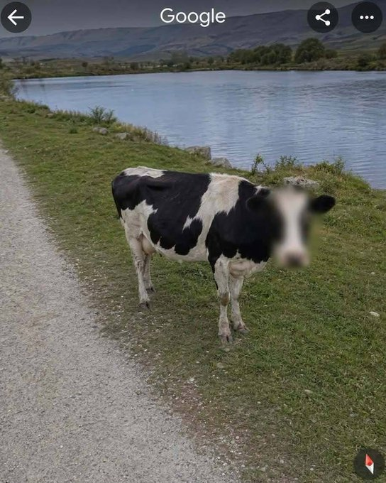 bb_Snork's tweet photo. This cow is absolutely blowing up on X right now. The cow's faced is blurred for privacy. $COW https://t.co/PRcbJ8XB2b