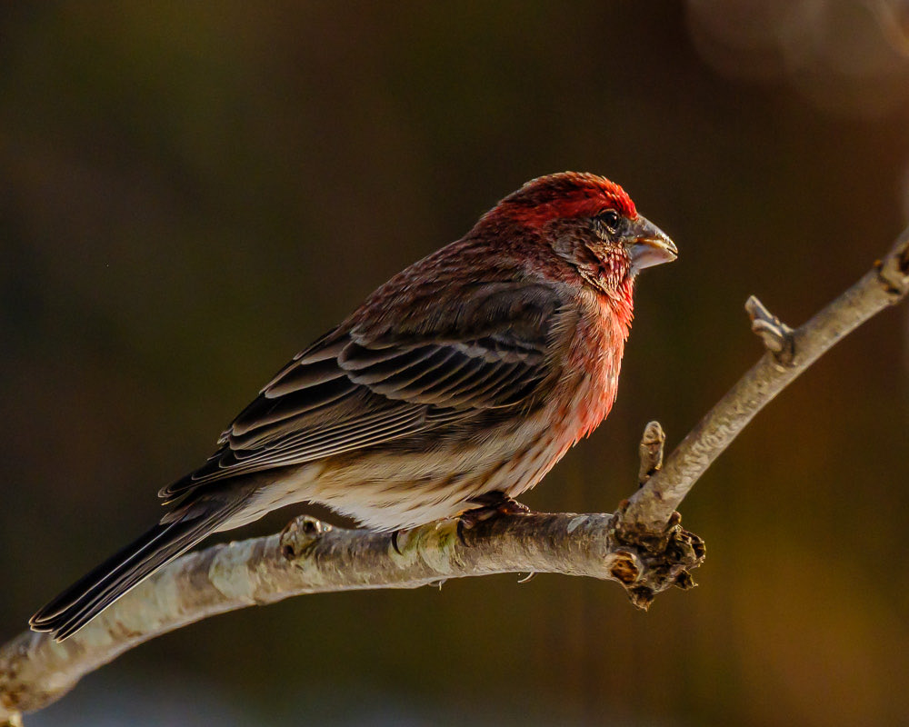 GeofotoF's tweet photo. “New Day Dawning” Adult males house finches are rosy red around the face and upper breast, with streaky brown back, belly and tail. #finch #newday #birdsofinstagram #birdwatching #portrait #NatureEscape #fujifilm #wildlifephotography https://t.co/kkvkVBu7EL