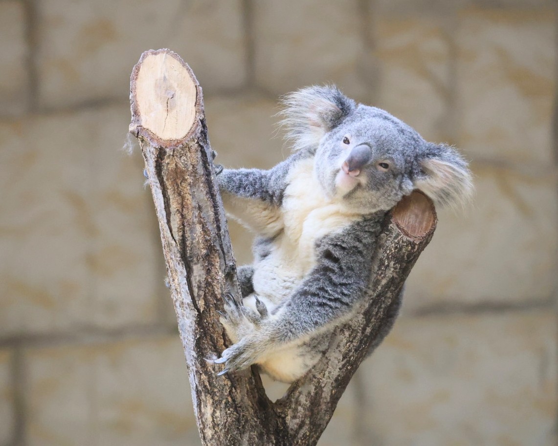 おもちちゃんで お休みなさい～🐨💤 ＃東山動植物園 ＃コアラ