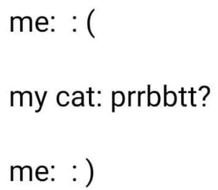 daily cats ♡ tweet media