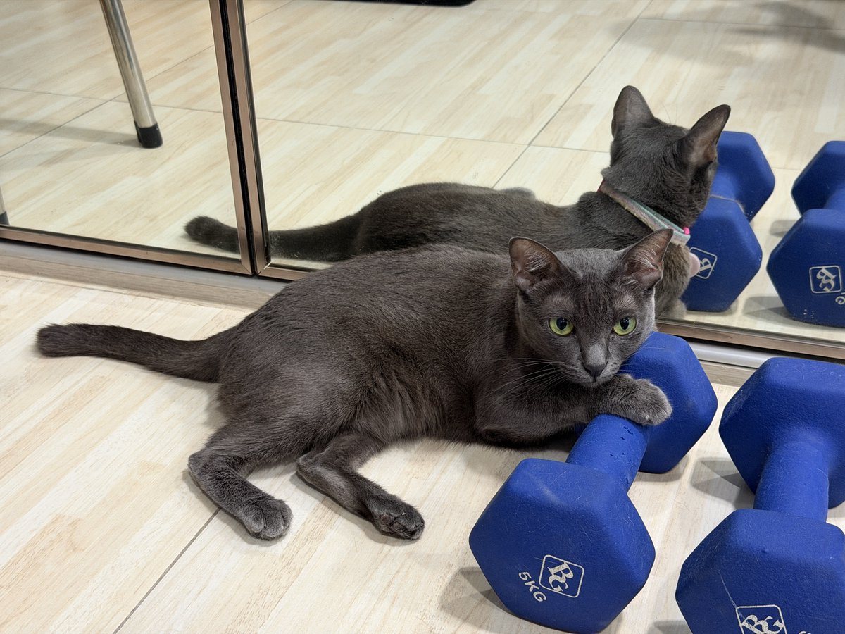 คือผมต้องทราบไหม 🐈‍⬛ tweet media