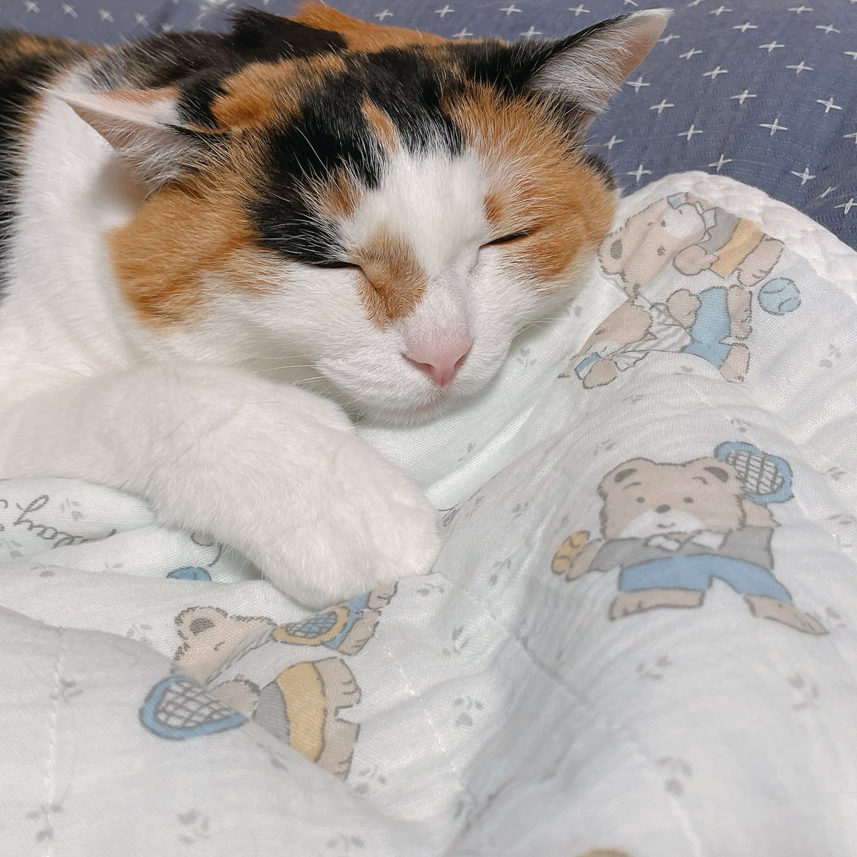 murmurata's tweet photo. 私が赤坊だった時に使ってたガーゼ布団出したら晶子が速攻で気に入って離れなくなったのをｶﾜｲｽｷﾞﾙﾈて眺めながら後何年一緒にいられるかとか色々想像して泣き出す情緒不安定飼い主 https://t.co/AANkmS5bUy