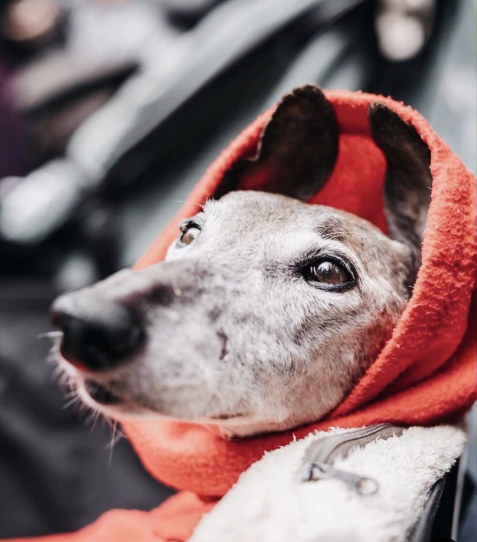 Plataforma NAC #NoALaCaza tweet media