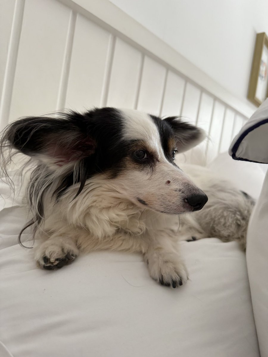 Chico Barney tweet media