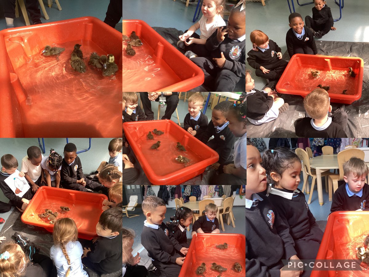 asmnursery's tweet photo. Splish, splash… our little ducklings had a bath! 🐥💦 https://t.co/Q4hqSUfzMz