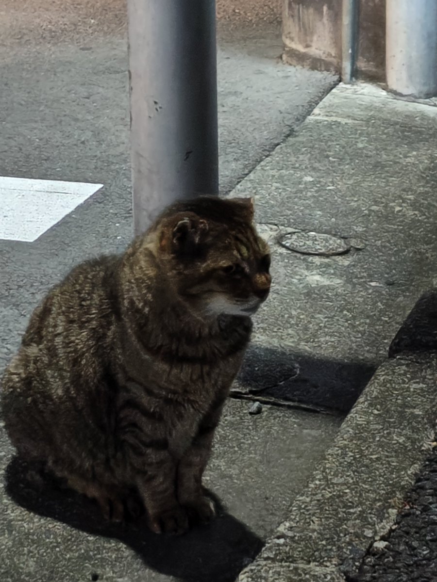 “元祖(新型)ケロリン”レイジ(分家と呼ばれるようになりました笑) tweet media