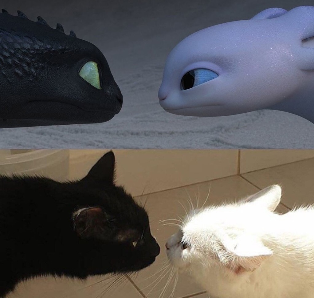 daily cats ♡ tweet media