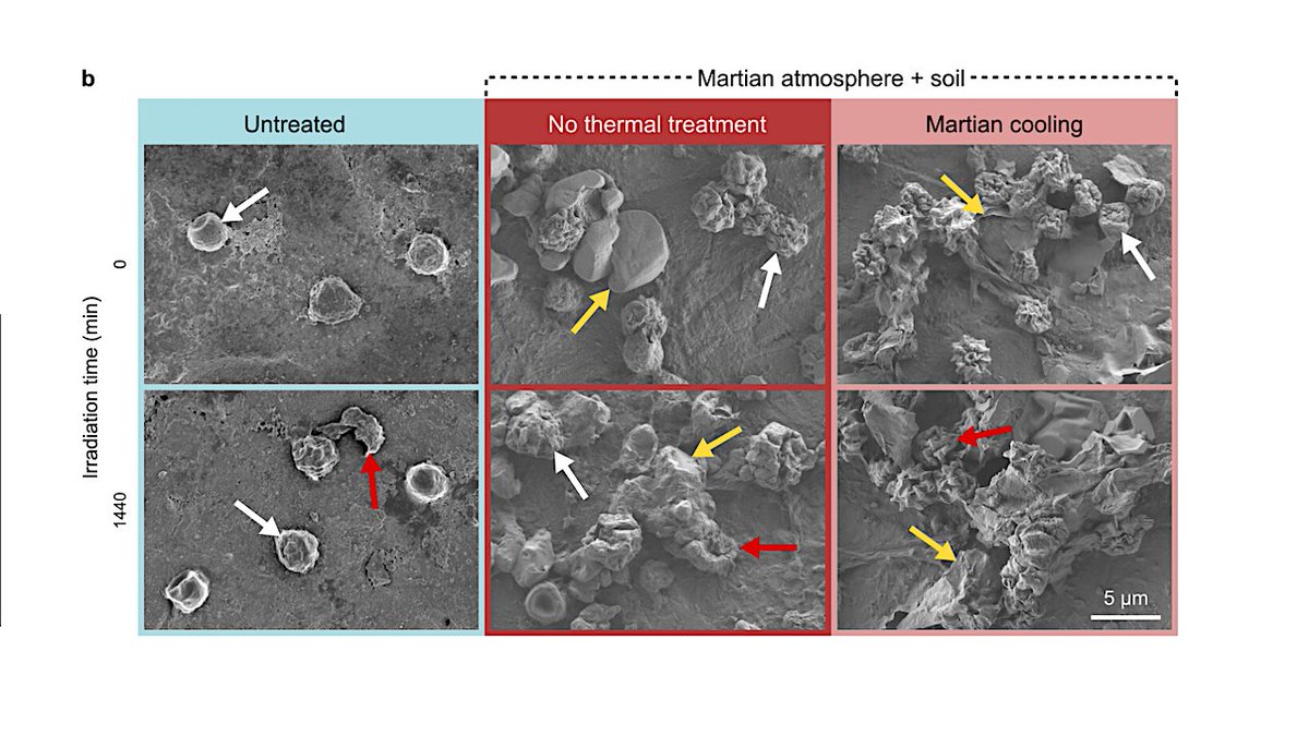 astrobiology's tweet image. Survival Of NASA-cleanroom Microbial Isolates Under Simulated Space And Martian Conditions
astrobiology.com/2026/04/surviv… #astrobiology #microbiology #planetaryprotection