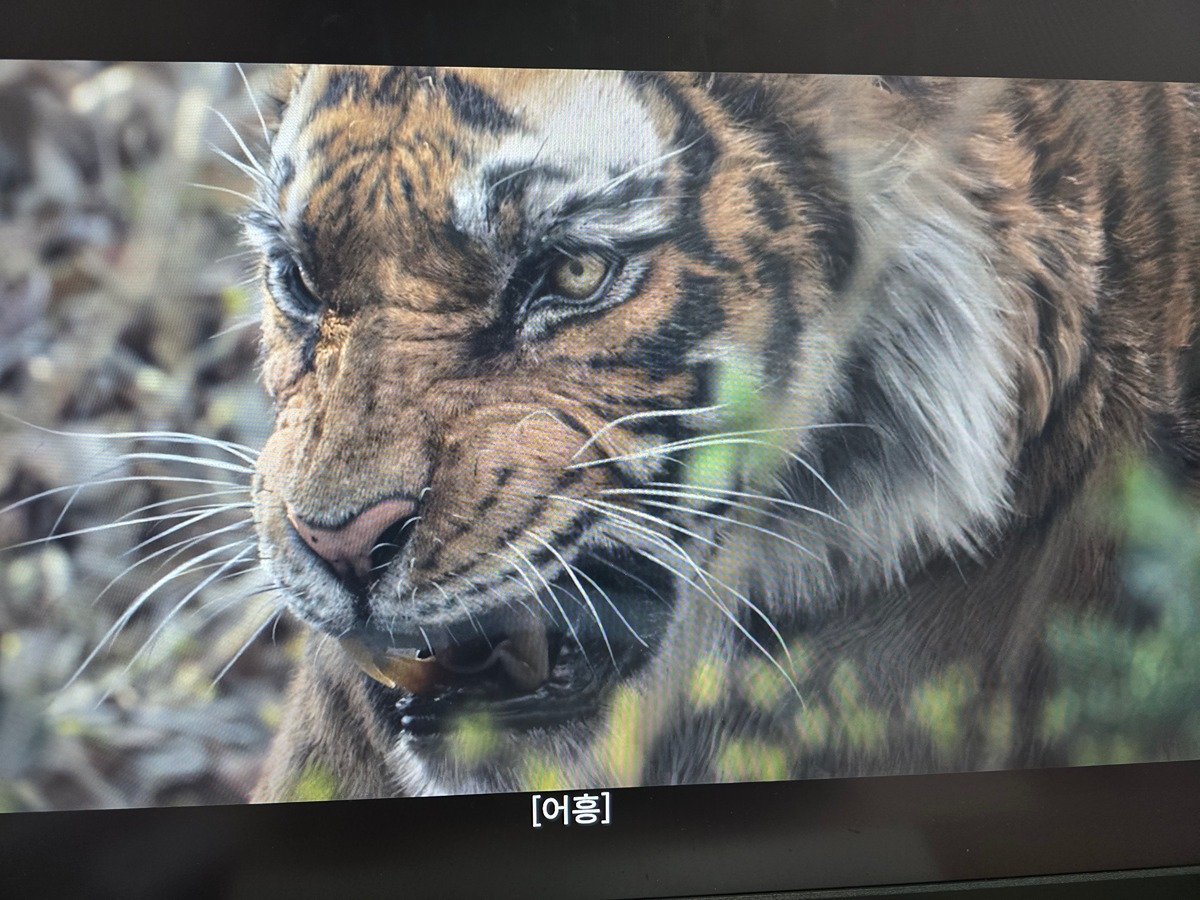 왕사남 호랑이 성형완료 소식을 전합니다

오늘부터 쿠플, 왓챠, 웨이브 같은 OTT + 유튭에 개별구매로 풀림