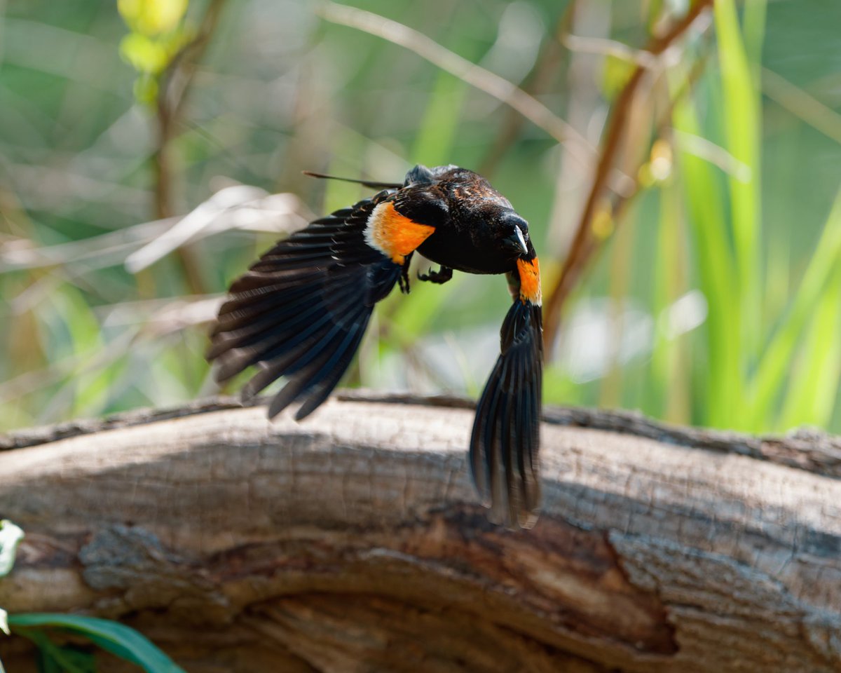 BagelsAndWalks's tweet image. A Red-winged Blackbird on the move by Turtle Pond.

Central Park, New York City
#birdcpp #birdtwitter #centralpark