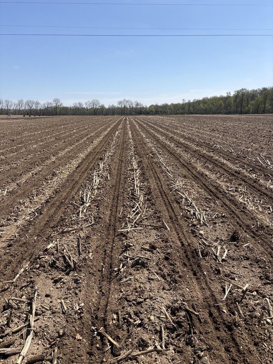 DFSeeds's tweet photo. Our first seed of the season has been planted! DF Seeds thanks all our outstanding seed growers for helping provide the highest quality products. Goldenview Farms reported good field conditions in southern Michigan. Thanks for your partnership and support of DF Seeds. https://t.co/JJKIcymtBT