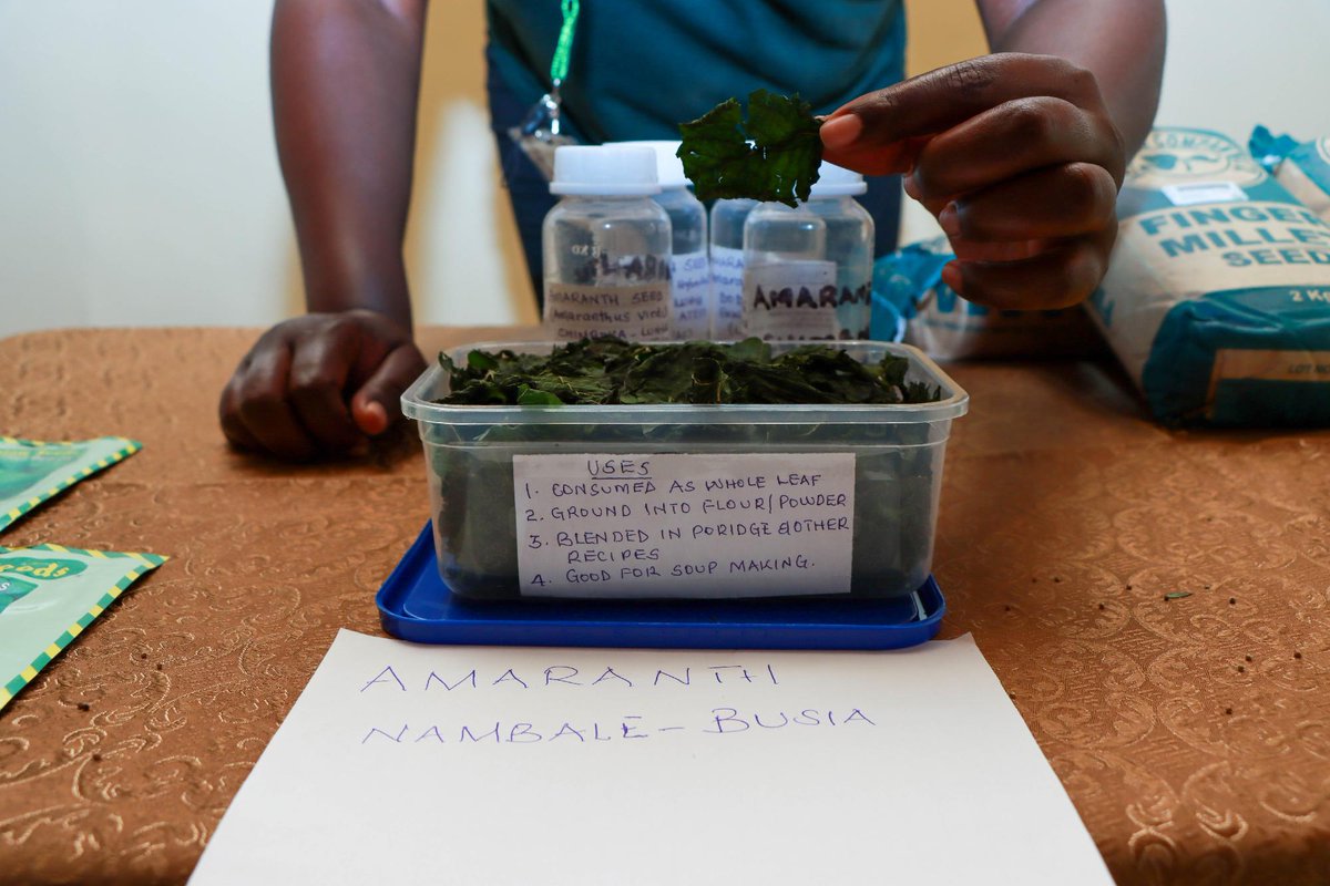BiovIntCIAT_eng's tweet photo. 🌱🌾 Last week in Kisumu, Kenya, the Alliance of Bioversity International & CIAT hosted participatory validation workshops on finger millet and amaranth under @CropTrust's #PDFF, advancing diverse, resilient and nutritious food systems. 🤝🌍 https://t.co/OFyvGubnEn