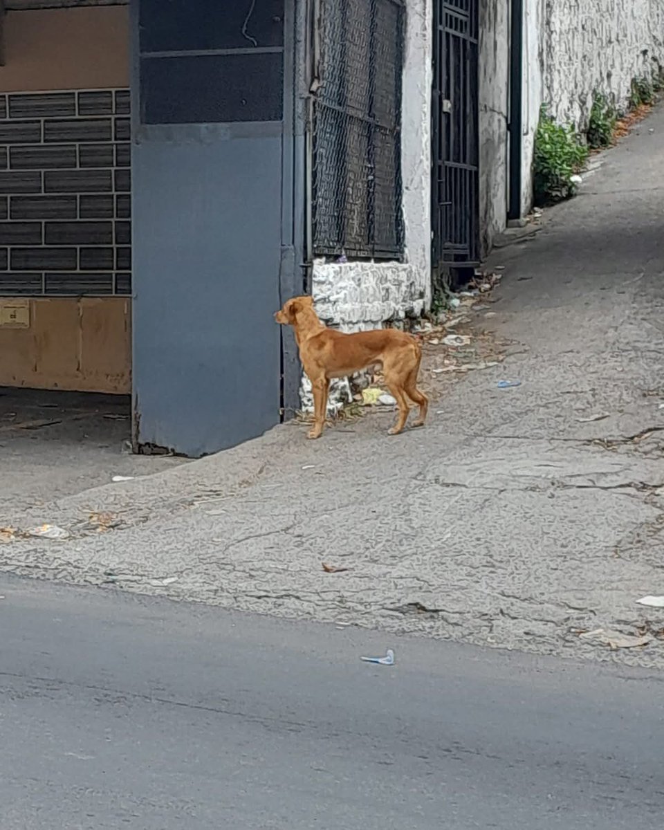 Servicio Social ✅️

Perrito aparentemente perdido o abandonado en pasaje Quintanilla, cerca de la escuela San Alfonzo en mejicanos, S.S Centro.

Desde el sábado apareció y anda cruzándose la calle todo desorientado y asustado.

Si alguien lo anda buscando o quisiera darle un