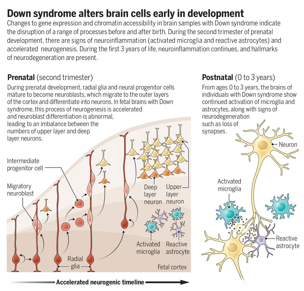 ScienceMagazine's tweet photo. Two new studies in Science report findings from cutting-edge molecular approaches that identify the earliest genomic changes occurring in the brains of individuals with Down syndrome. 

The studies establish a clear foundation of how trisomy 21 affects the brain’s cells from before birth to 3 years of age.

Learn more in a new #SciencePerspective: https://t.co/qFa6851GgO