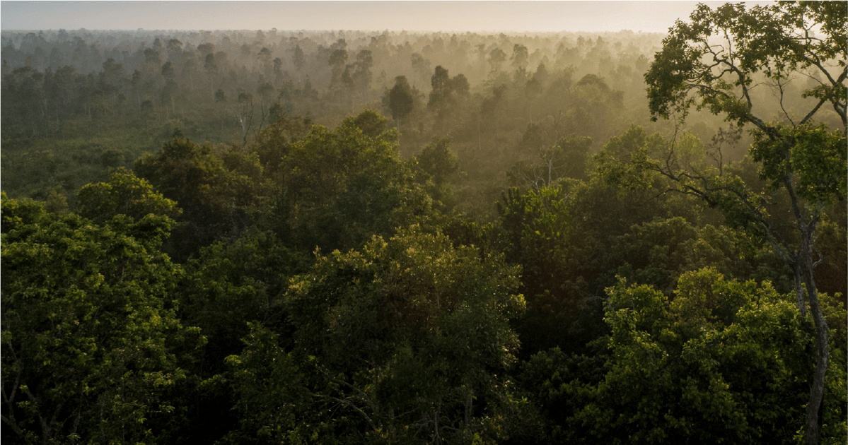 CIFOR_ICRAF's tweet image. Introducing GlobUNT (Global Useful Native Trees) — a global platform documenting 14,000+ native tree species to support better species selection for restoration and agroforestry.

Learn more:🔗 bit.ly/4lhIOEp

#GlobUNT #RTRPSeed #TreesPeoplePlanet