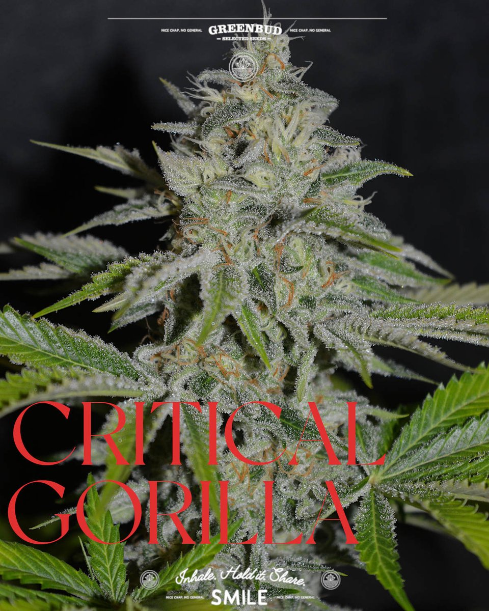 GreenbudSeeds's tweet image. Critical Gorilla in full force. 🌱

Combining fast flowering, solid yields, and heavy resin with a bold terpene profile, skunky candy, diesel, and dark coffee notes.

Limited Edition built for strength and intensity.

#GreenbudSeeds #CannabisCommunity #Weedlovers