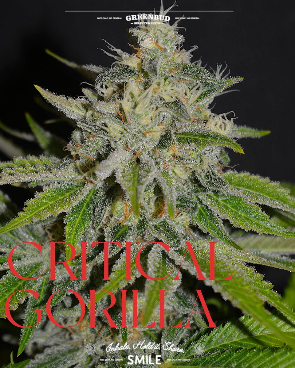 GreenbudSeeds's tweet image. Critical Gorilla in full force. 🌱

Combining fast flowering, solid yields, and heavy resin with a bold terpene profile, skunky candy, diesel, and dark coffee notes.

Limited Edition built for strength and intensity.

#GreenbudSeeds #CannabisCommunity #Weedlovers